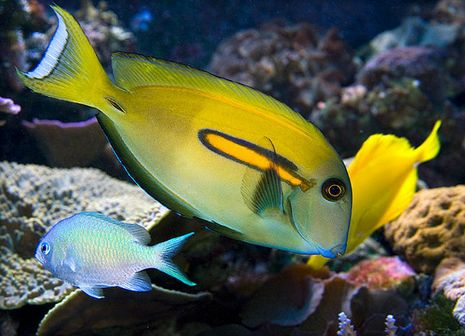  p>橙斑刺尾鱼(学名: i>acanthurus olivaceus /i>),又称一字刺尾鲷