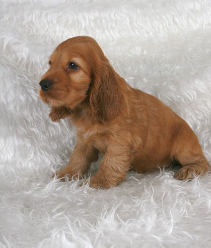  p>美国可卡犬(american cocker spaniel),又称可卡獚,斗鸡獚,斗鸡犬