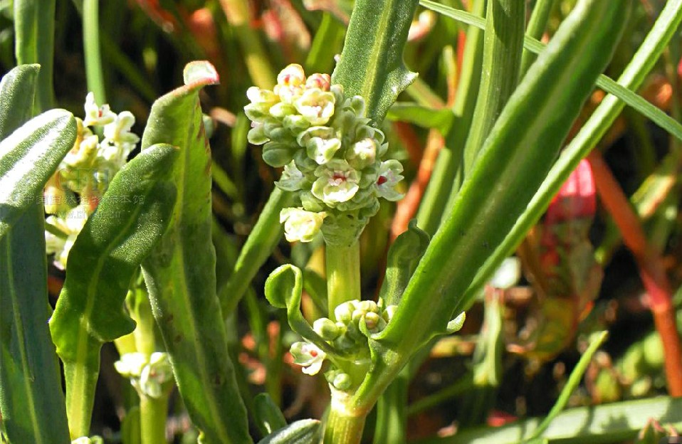 细叶西伯利亚蓼