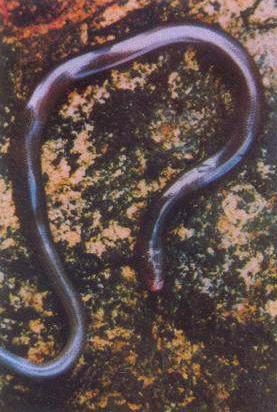  p>钩盲蛇(学名:ramphotyphlops braminus)又名入耳 a href="#" data