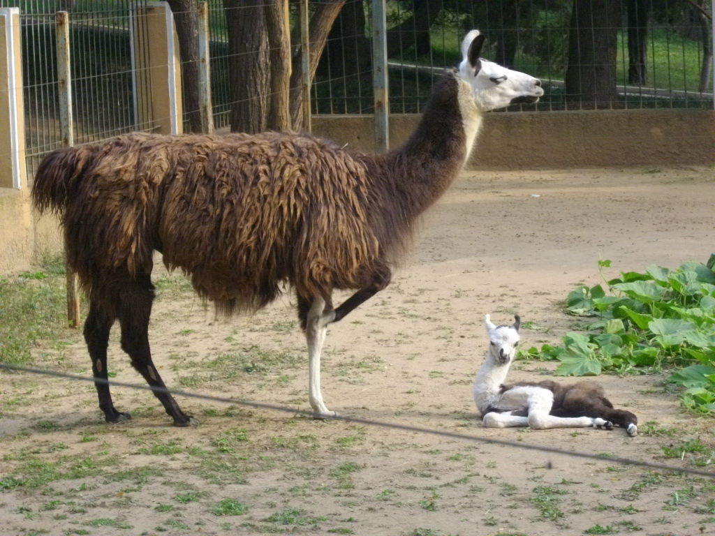  p data-id="gnwiy3wj9h"> b>大羊驼 /b>(拉丁学名: i>lama glama /i>