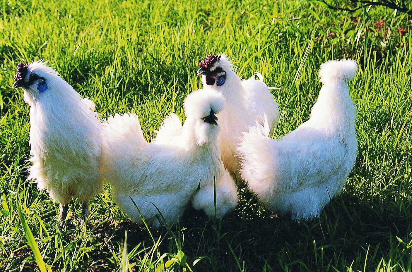  p>乌鸡又名武山鸡,个别地区称为小白鸡,已有400多年的历史.