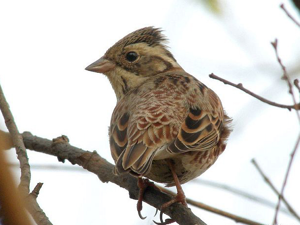  p data-id="gnbusznnt8">田鹀(学名: i>emberiza rustica /i>)鹀科鹀