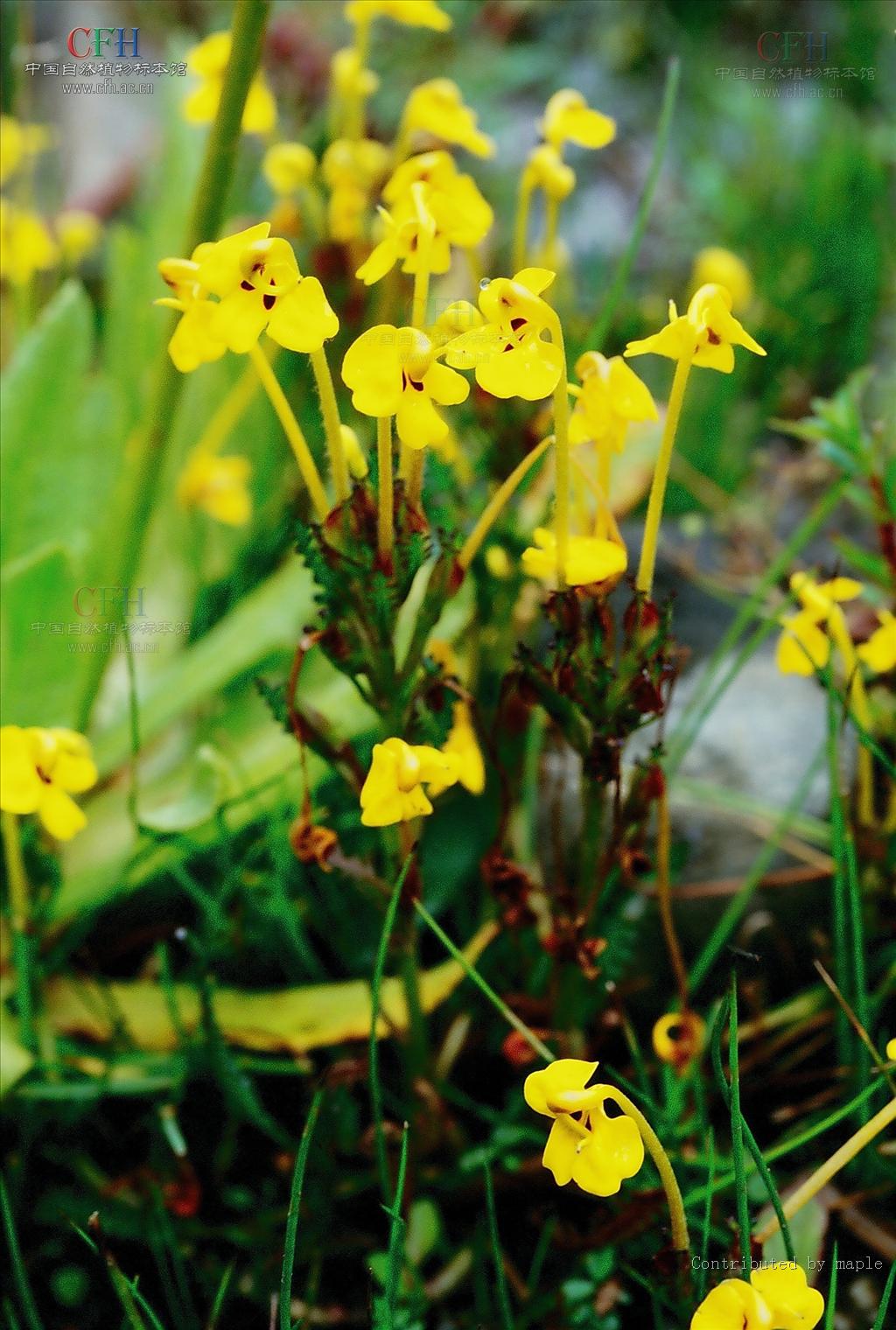 管状长花马先蒿