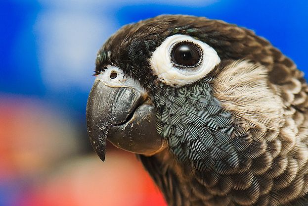 绯红腹锥尾鹦鹉