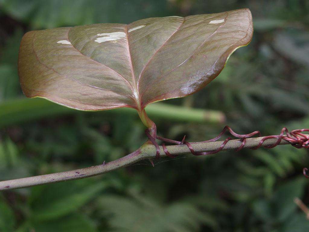 koyama),是 a href="#" data-lemmaid="1757999">菝葜属 /a>攀援灌木