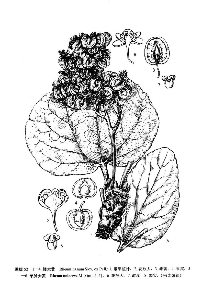  p>单脉大黄(拉丁学名:rheum uninerve maxim.