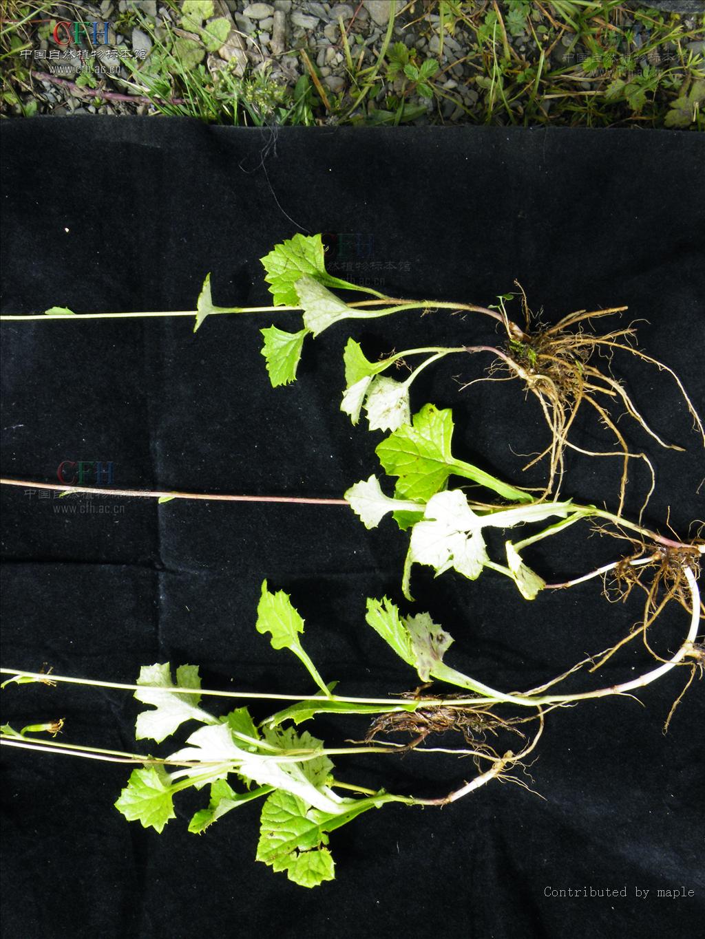  p>蟹甲草(拉丁学名:parasenecio forrestii)为 a data-lemmaid="