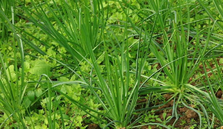  p>蒜叶婆罗门参(学名: i>tragopogon porrifolius /i> l.