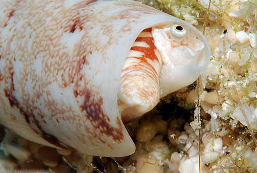 terebellum terebellum