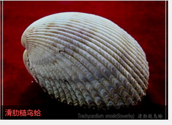 滑肋糙鸟蛤