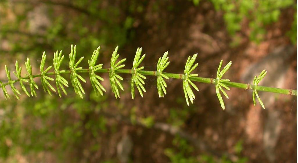 草向荆