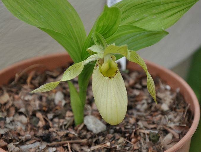  p>大叶杓兰(学名: i>cypripedium fasciolatum /i>  franch.