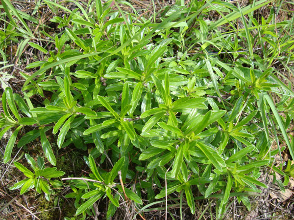 小山茶