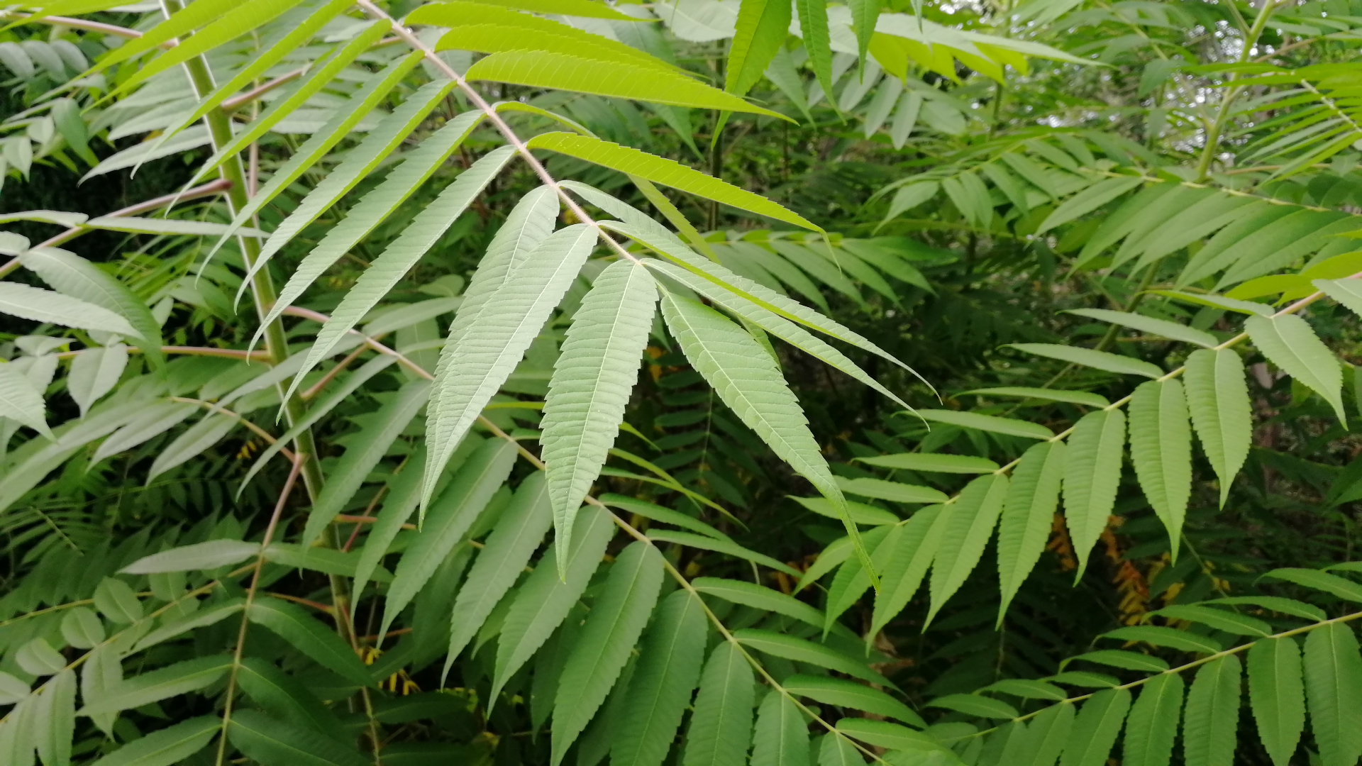 vegetation