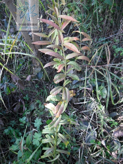  p>毛黄连花(学名:lysimachia vulgaris l)为 a href="#">珍珠菜属 /a