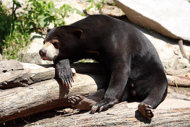  p>马来熊(学名: i>helarctos malayanus /i>)为食肉目 a target="