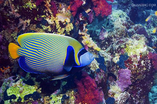 pomacanthus imperator