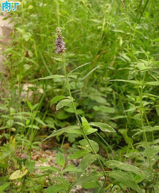  p>假薄荷(拉丁学名:mentha asiatica boriss.-bekrj.