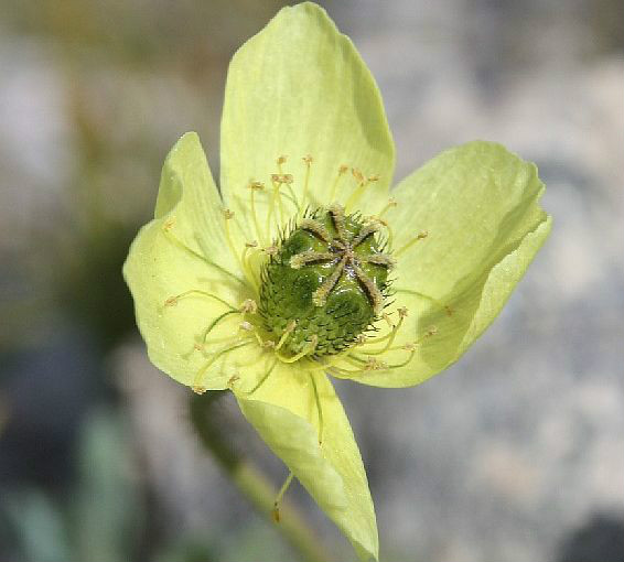 拉斯塔德北极罂粟