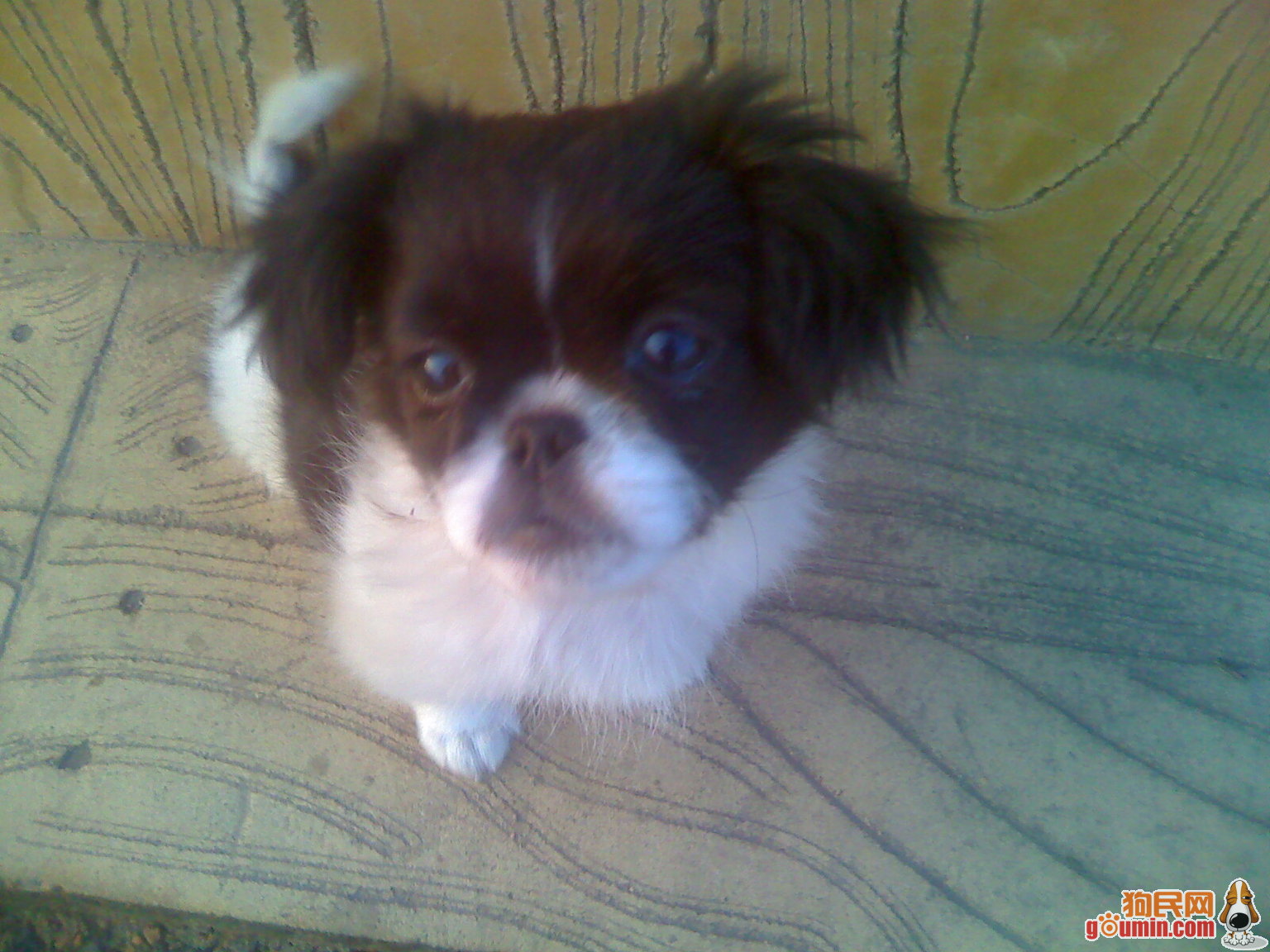  p data-id="tiqr0xvnqwhr">蝴蝶犬是食肉目犬科犬属哺乳动物.