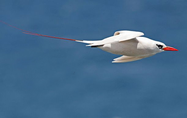 ">海鸟 /a>,体型呈 a target="_blank" href="/item/流线型/7204478"