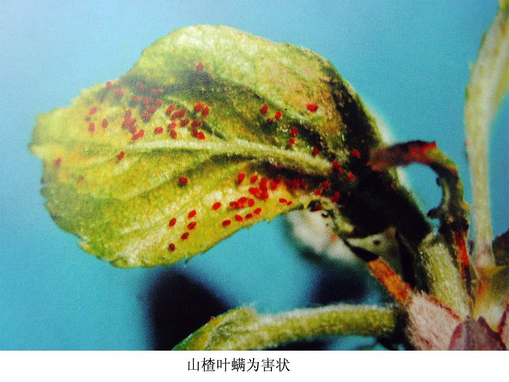 山楂树叶