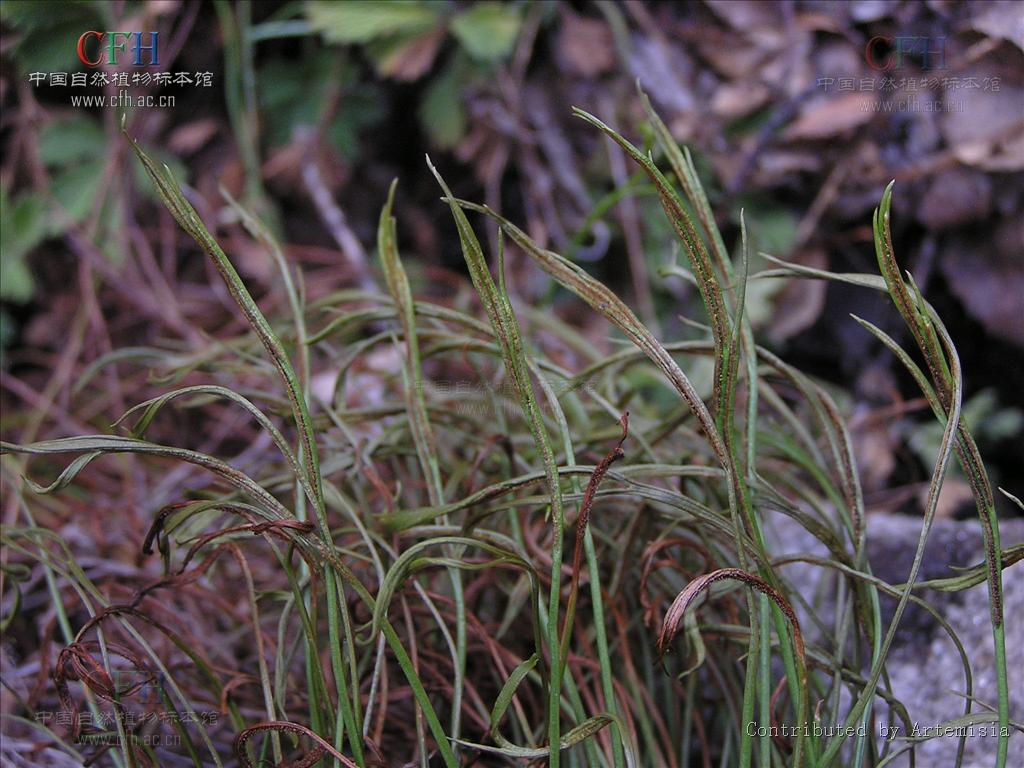 asplenium septentrionale (l.) hoffm.