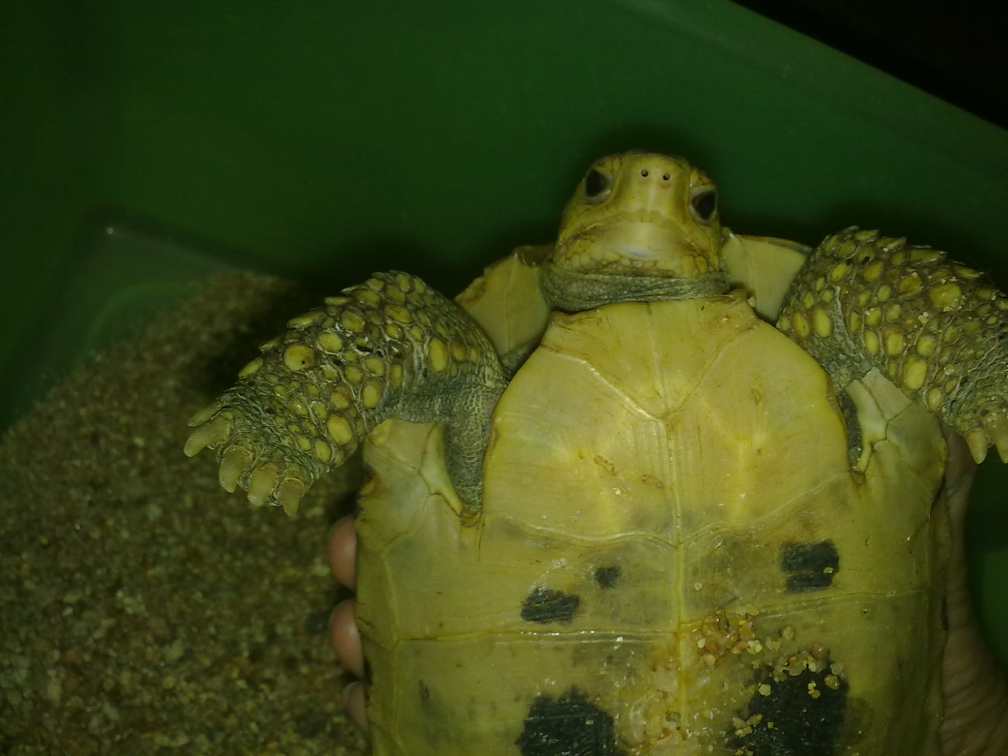  p>缅甸陆龟(学名: i>indotestudo elongata /i>)是陆龟科,印度陆龟属