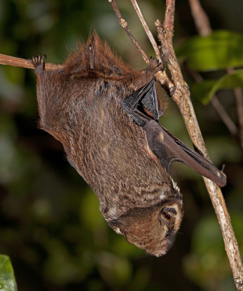 i>):是一种生活在美州的毛 a href="#" data-lemmaid="1209">蝙蝠 /a>