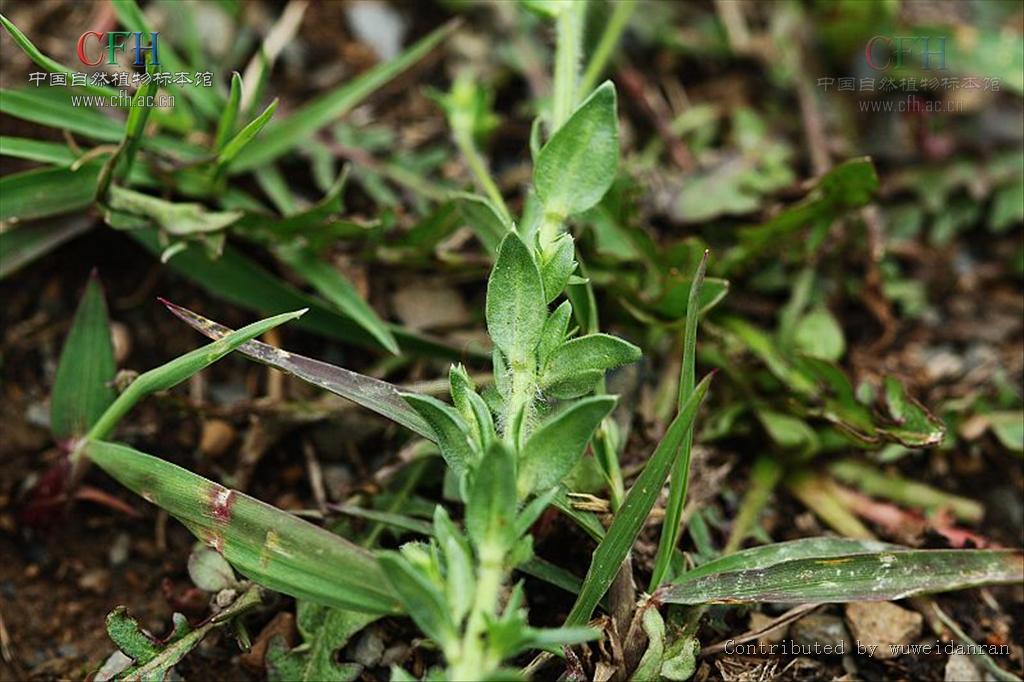  p>直立点地梅,属 a target="_blank" href="/item/报春花科/3427454"