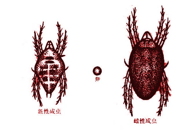  p>属真螨目,巨须螨科,红瘤螨属生物.