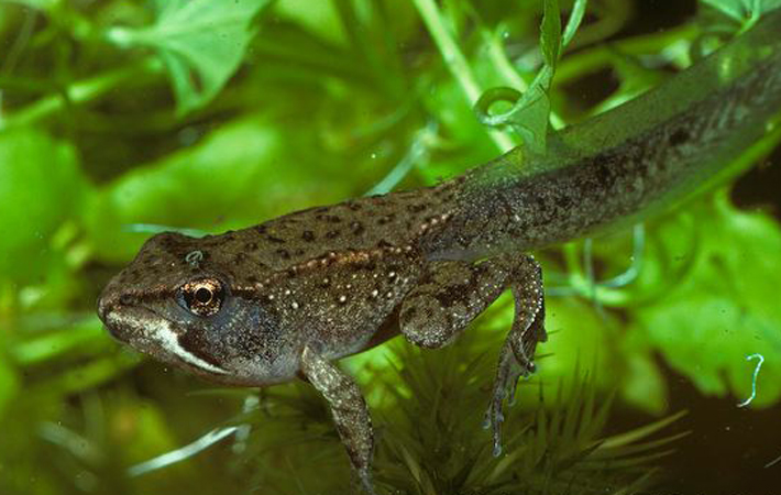  p>木蛙(学名: i>lithobates sylvaticus /i>):体长35-76毫米,体重7.