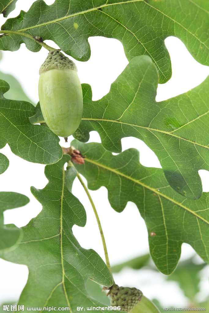  p>槲树(学名:quercus dentata thunb.