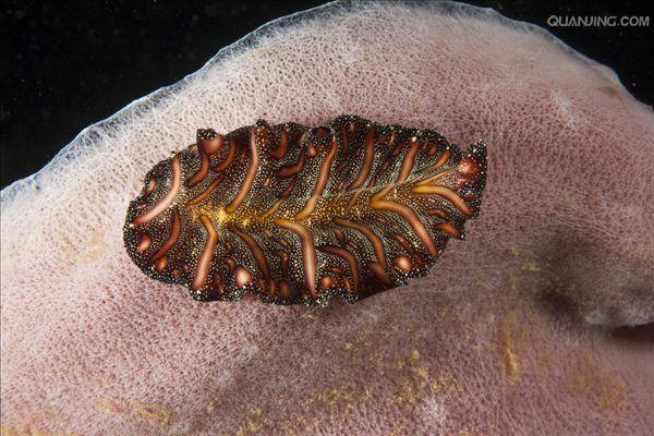  p>扁虫,是 a target="_blank" href="/item/扁形动物门/3247055"