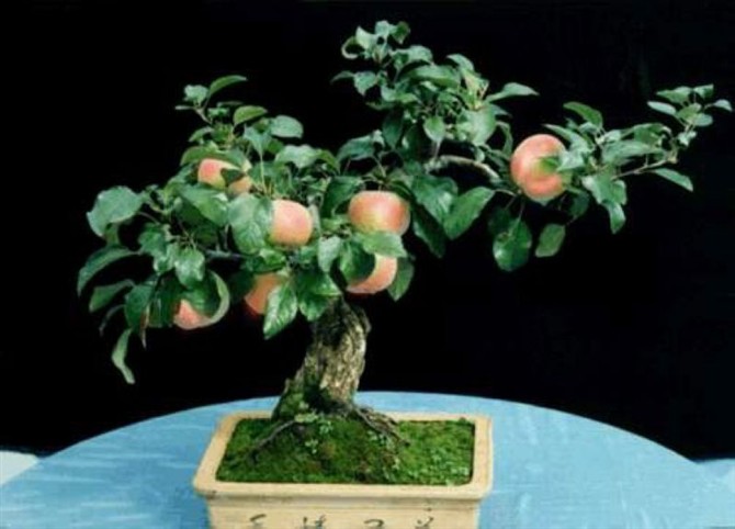 盆景果树