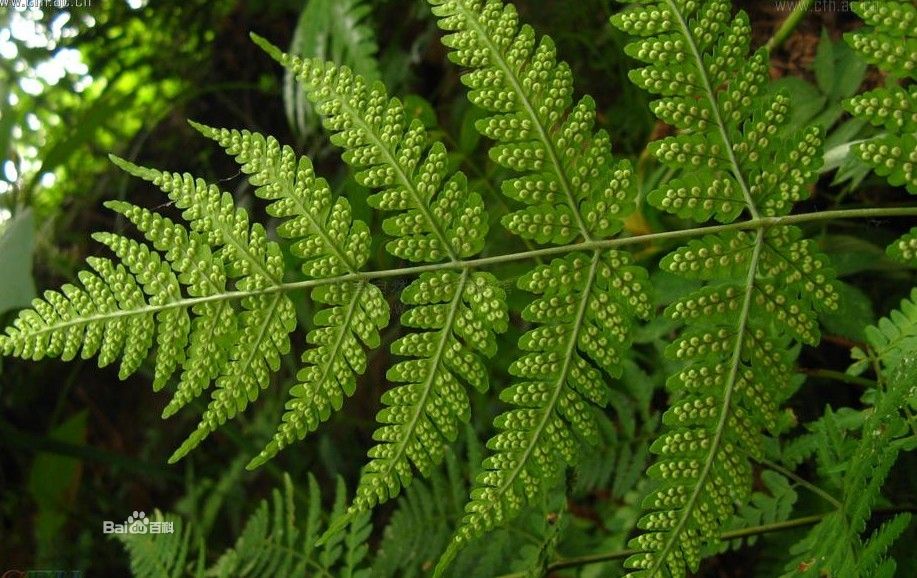 dryopteris cochleata