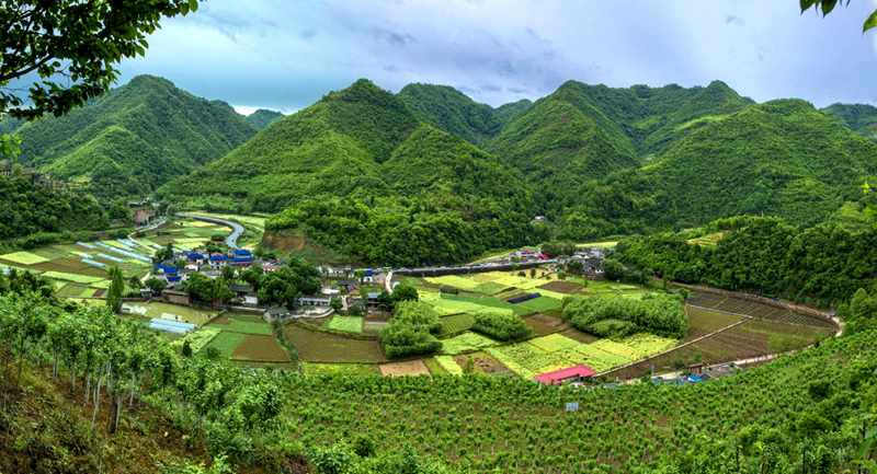 杜仲幼苗价格
