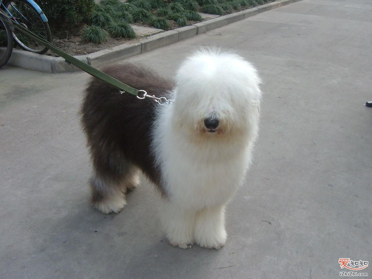 纯种古代牧羊犬