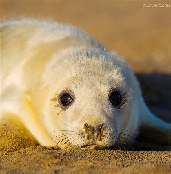  p>灰海豹(学名:halichoerus grypus)是海豹科中的一个主要物种,主要