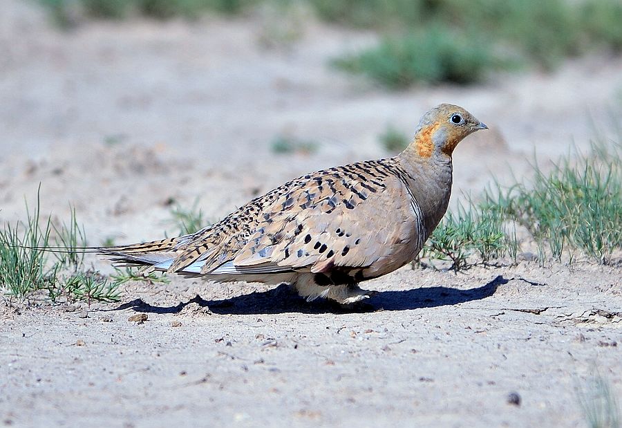  p>二斑沙鸡是一种沙鸡目的动物. /p>