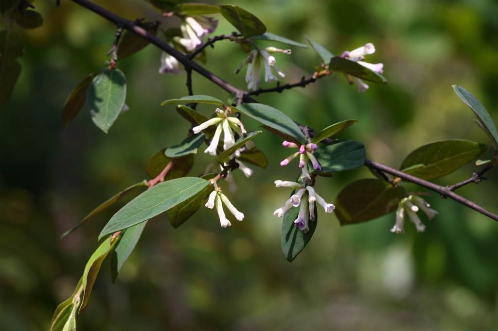  p>北江荛花,属于 a data-lemmaid="229183">双子叶植物纲 /a>, a