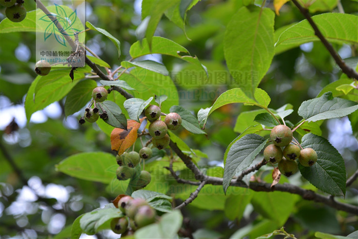  p>沧江海棠(学名: i>malus /i>  i>ombrophila /i> hand.-mazz.