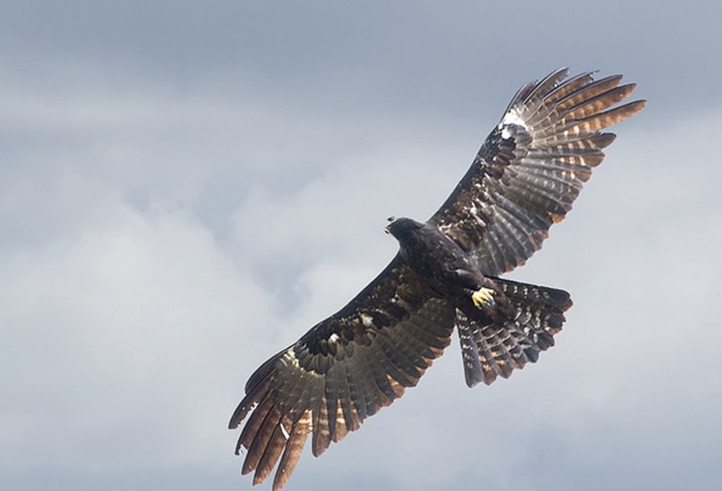  p>林雕(学名: i>ictinaetus malayensis /i>):为 a href="#">隼形目 