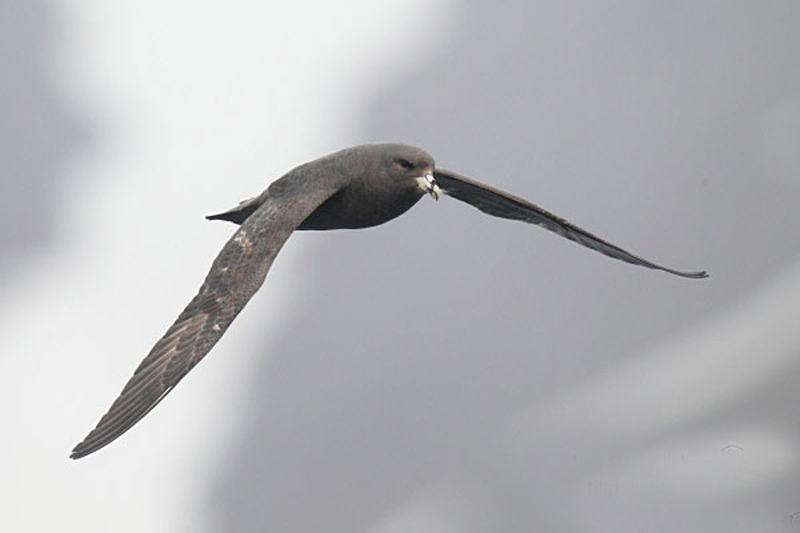  p>暴风鹱(学名: i>fulmarus glacialis /i>):为鹱形目鹱科下的一种