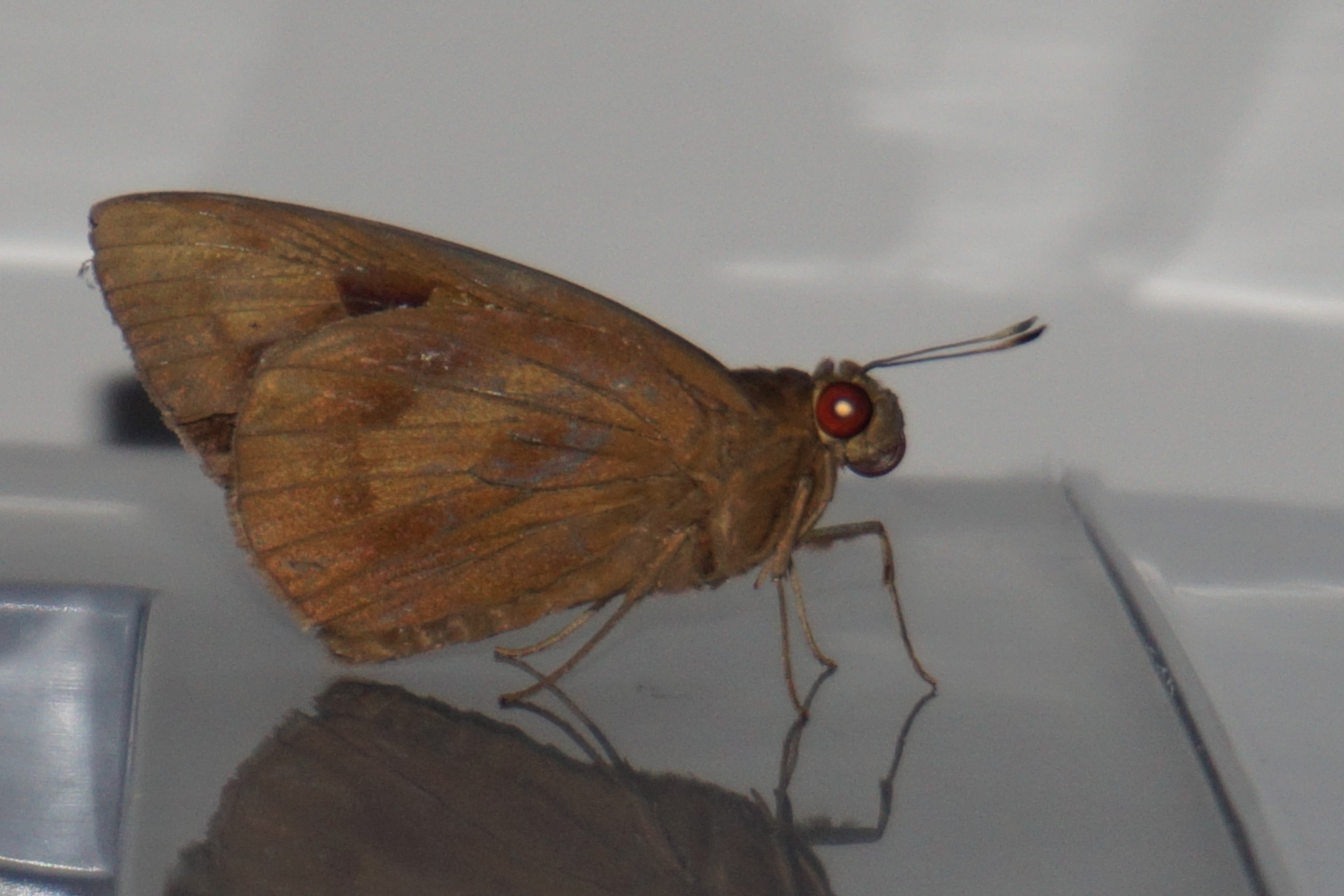  p>昆虫种名:黄斑蕉弄蝶(蕉弄蝶,香蕉弄蝶) erionota torus evans /p>