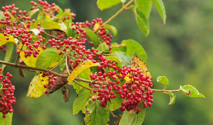  p>直角荚蒾是 a target="_blank" href="/item/臭荚蒾/8915382" data