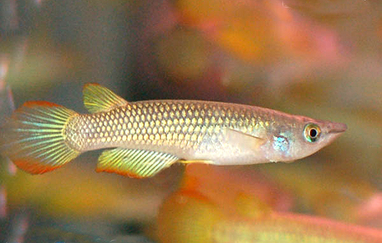  p data-id="gnvi7k49o1">黄金鳉是单唇鳉属的一种中小型鳉鱼.