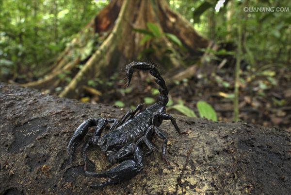 马来西亚雨林蝎