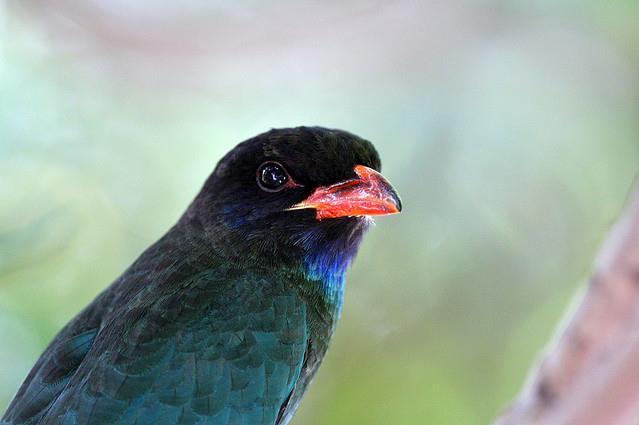  p>三宝鸟(学名: i>eurystomus orientalis /i>)佛法僧科三宝鸟属的